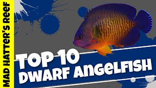 Top 10 Dwarf Angelfish [upl. by Arikihs]