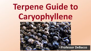 Terpene Guide to Caryophyllene [upl. by Orual823]