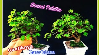 Bonsai pulutan sudah jadi terbaik 2021 Urena lobata siap kontes [upl. by Mina]