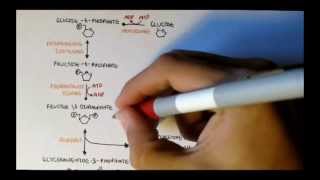 Human Metabolism Map II  Gluconeogenesis amp Glycogenesis [upl. by Nwahsar]