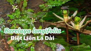 Barclaya longifolia in nature  Biệt liên lá dài [upl. by Nailil]