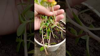 Easy way to grow purtulaca flowers plants in soil shorts [upl. by Saul]