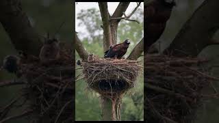 A Live Feed of a Nesting Eagle Familyshortsfeed eagle wildlife trending birds animals shorts [upl. by Aeuhsoj]