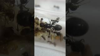 L’évolution de mes fourmis Messor barbarus [upl. by Hurst]