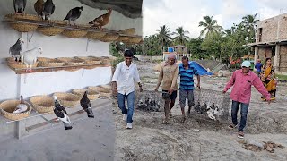 Pigeons Were Released In Parrot Dipankar New Farm  Naya Farm Pe Birds Aagaya [upl. by Mccowyn]