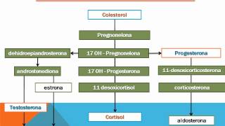 sintesis de hormonas esteroideas Bryant Antonio Martinez Chaidez [upl. by Emory]