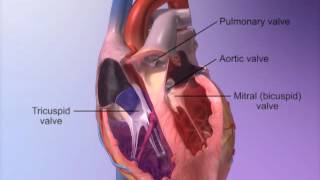 The Heart Valves with Heart amp Circulatory Premium 2 [upl. by Ansev]