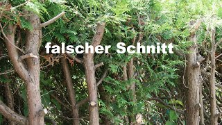 Koniferenschnitt Thuja Zypresse Nadelbaum schneiden [upl. by Rosati]