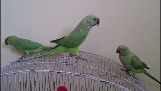 Ringneck Parrots Talking to Each Other [upl. by Adeirf]