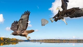 Most spectacular Eagle vs Hawk compilation  Hawk protects his family from Eagle hunting [upl. by Akkim]