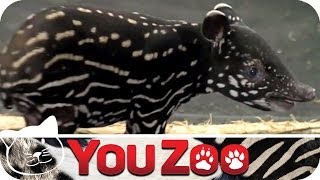 Süßer BabyTapir │YouZoo [upl. by Aneerb46]