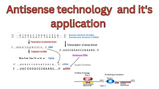 Antisense technology  application of Antisense RNA technology  mechanism of Antisense technology [upl. by Ecyaj]