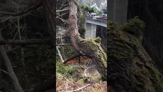 work is a duty ytshorts shortsfeed stihl chainsaw youtube tree yt nature viral youtuber [upl. by Qirat]