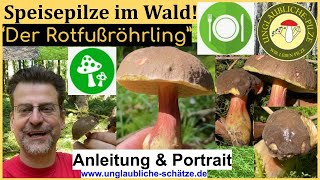 Der Rotfussröhrling  Speisepilze im Portrait Pilze sicher erkennen amp bestimmen im Wald Mai 2023 [upl. by Trenna595]