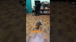 dog pets chihuahua Saturday morning show [upl. by Hanleigh]