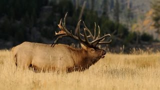 500quot WORLD RECORD Elk quotSpyder Bullquot Entire Hunt  MossBack [upl. by Yraunaj71]