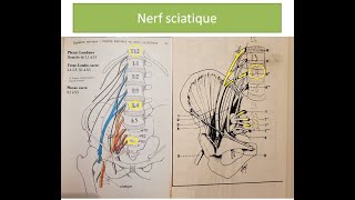 Le nerf sciatique ou ischiatique où passetil [upl. by Parker265]