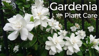 Gardenia Plant Care  Gandharaj Flower  How to Grow Gardenia Flower  Cape Jasmine  গন্ধরাজ ফুল [upl. by Benjamin244]