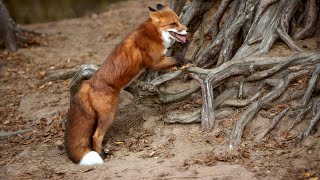 Fox Facts And its subspecies Red Fox Adaptations And Habitat [upl. by Naharba]