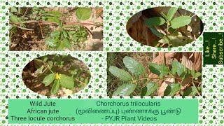 Wild Jute or African jute or Three locule corchorus or Chorchorus trilocularis  PYJR Plant Videos [upl. by Halueb361]