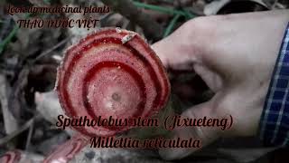 Spatholobus stem Millettia reticulata [upl. by Anairuy354]