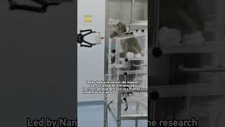 Worlds first China completes interventional BCI experiment on nonhuman primates [upl. by Rosenberg]