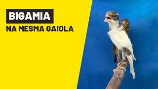 BIGAMIA DE CANÁRIO NA MESMA GAIOLAninhodocanario [upl. by Sixel]