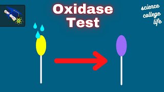 Oxidase Test  Aerobic Respiration  Microbiology Lab [upl. by Knighton246]