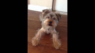 Shorkie barking [upl. by Cote]