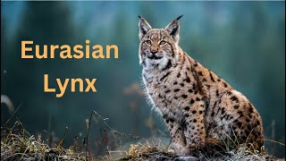 Eurasian Lynx [upl. by Iinden]