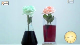 Colored flowers  Color changing flower experiment  Science experiments for kids  Elearnin [upl. by Salot]