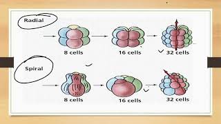 Protostomes And Deuterostomes [upl. by Cired765]