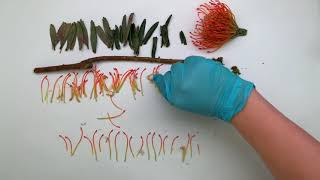 UNIT 1  THE DISSECTION OF A LEUCOSPERMUM CORDIFOLIUM FLOWER [upl. by Nawk143]