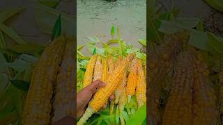 POV You are gardener 🌽🫒🥕 lovegardening harvest harvesting [upl. by Akinert]