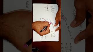 Anastomoses Around The Elbow Joint By Ahmed Belhaj [upl. by Daniele]