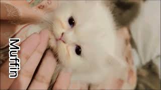 How to deworm your cats  Everything You Need to Know About Deworming Cats  Dr Safeer [upl. by Okin]