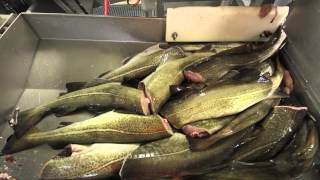 Ramoen Trawler  Catching amp Producing Frozen At Sea Cod [upl. by Vernice]