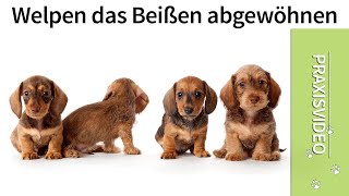 ►► Leine ziehen ✔ Kleinen Hunden das Leine Ziehen abgewöhnen ✔✔ [upl. by Junina]