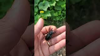 Встретил Жука  Оленя  Met a Stag Beetle Lucanus cervus shorts [upl. by Ajak]