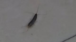 Silver Fish 🪶 Lepisma saccharina  Insecta  Arthropoda  Silverfish Insect [upl. by Losiram]