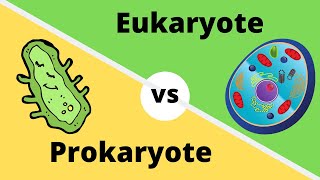 PROKARYOTES VS EUKARYOTES How cells are different [upl. by Nakashima404]