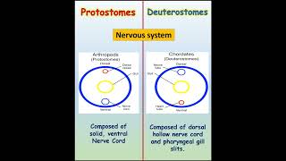 Discover the Incredible Difference Between Protostomes and Deuterostomesilmkidunyaofficial [upl. by Llehcsreh]