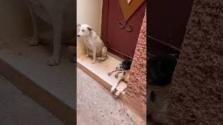 CE CHIEN DEVIENT AGRESSIF QUAND ON LAPPROCHE😡 tamazight maroc nature chien [upl. by Vasilis]