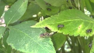 Ceratina spThe Carpenter Bee [upl. by Tedder57]