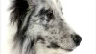 Dogs101 shetland Sheepdog [upl. by Weigle]