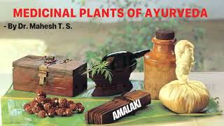 Medicinal Plants of Ayurveda  AMALAKI Phyllanthus emblica or Emblica officinali [upl. by Annabella]