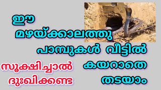 മഴക്കാലത്തു പാമ്പുകൾ വീടിനുള്ളിൽ കയറാതെ നോക്കാം മഴ കാലത്ത് ശ്രെദ്ധിക്കേണ്ട കാര്യങ്ങൾ [upl. by Icart]