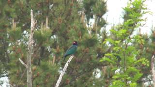 ブッポウソウ（1）鳴く（飛島）  Dollarbird  Broadbilled Roller  Wild Bird  野鳥 動画図鑑 [upl. by Hildebrandt]