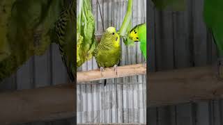 Parakeets Eating Veggies shorts Cute Budgies Chirping Reduce Stress of lonely Birds [upl. by Gilbert652]