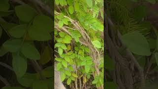 Aakhir Aprajita ka Plant kyun h Subh garden gardening shorts youtubeshorts aprajita short [upl. by Aidnis]